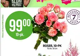 Kiwi ROSER, 10-PK tilbud