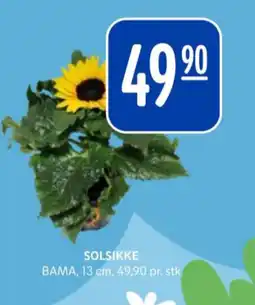 Rema 1000 Bama plante tilbud