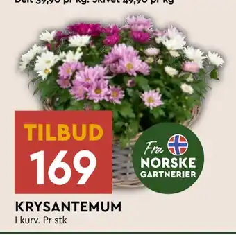 Coop Mega KRYSANTEMUM tilbud