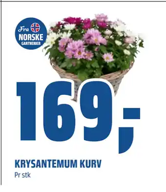 Coop Obs KRYSANTEMUM KURV tilbud