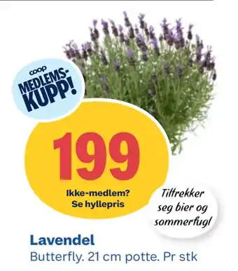 Coop Obs Lavendel tilbud