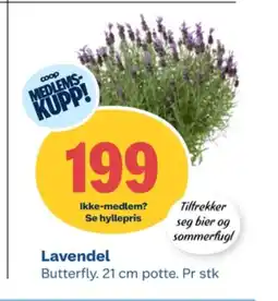 Coop Obs Ukjent plante tilbud