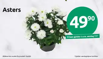 Joker Asters tilbud