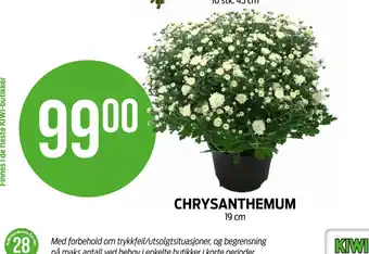 Kiwi CHRYSANTHEMUM tilbud