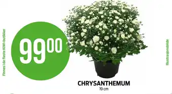 Kiwi CHRYSANTHEMUM tilbud