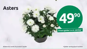 Joker Asters tilbud