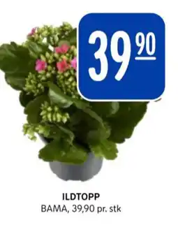 Rema 1000 Bama plante tilbud