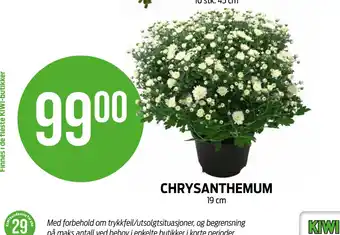 Kiwi CHRYSANTHEMUM tilbud