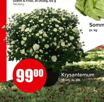 Spar Krysantemum tilbud