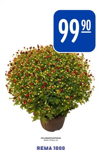 Rema 1000 FRILANDSKRYSANTEMUM tilbud