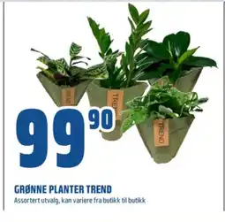 Coop Obs Ukjent plante tilbud