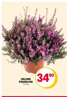 Coop Extra CALLUNA STAUDELYNG tilbud
