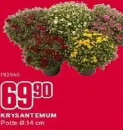Europris KRYSANTEMUM Potte 0:14 cm tilbud