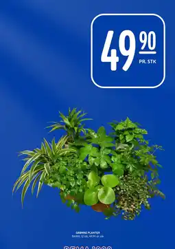 Rema 1000 GRØNNE PLANTER tilbud