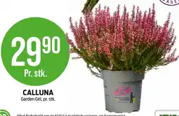 Kiwi CALLUNA tilbud