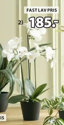 JYSK MATINUS KUNSTIG PLANTE tilbud
