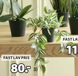 JYSK ASGAR KUNSTIG PLANTE tilbud
