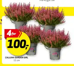 Bunnpris CALLUNA GARDEN GIRL tilbud