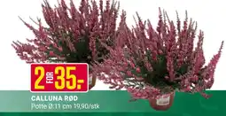 Europris CALLUNA RØD tilbud