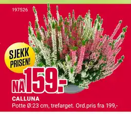 Europris CALLUNA tilbud