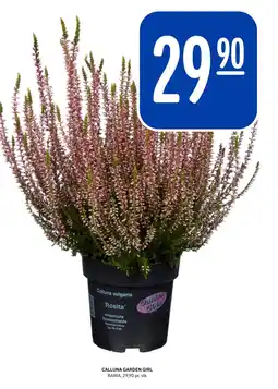Rema 1000 CALLUNA GARDEN GIRL tilbud