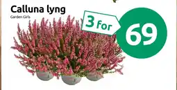 Joker Calluna lyng tilbud