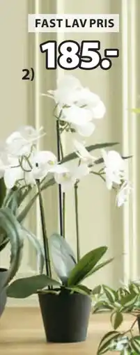 JYSK MATINUS. KUNSTIG PLANTE tilbud