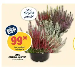 Coop Extra LYNG CALLUNA QUATRO tilbud