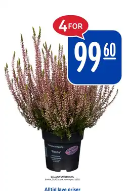 Rema 1000 CALLUNA GARDEN GIRL tilbud