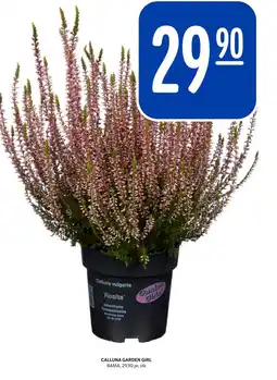 Rema 1000 Calluna garden girl tilbud