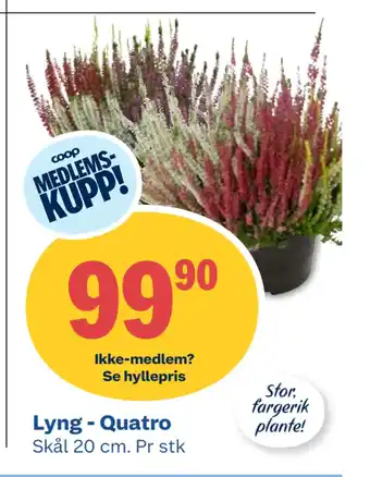 Coop Obs Lyng - Quatro tilbud