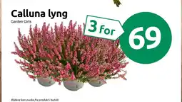 Joker Calluna lyng tilbud