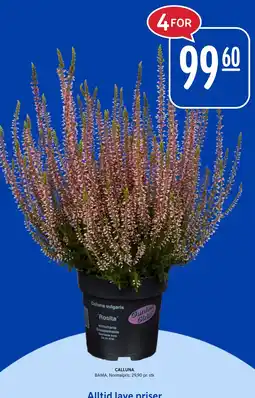 Rema 1000 CALLUNA tilbud