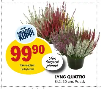 Coop Obs LYNG QUATRO tilbud