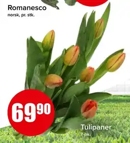 Spar Tulipaner tilbud