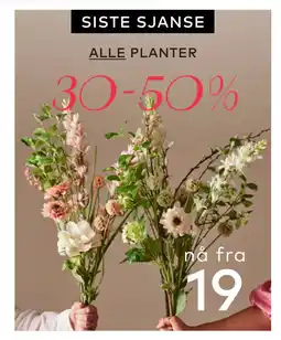 Skeidar ALLE PLANTER tilbud