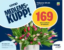 Coop Extra Tulipaner 20 stk tilbud