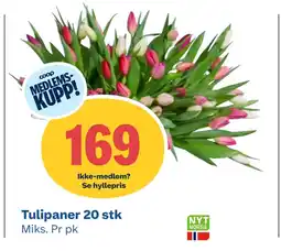 Coop Obs Tulipaner 20 stk tilbud