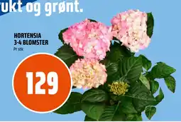 Coop Obs HORTENSIA 3-4 BLOMSTER tilbud