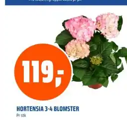 Coop Obs Hortensia 3-4 blomster tilbud