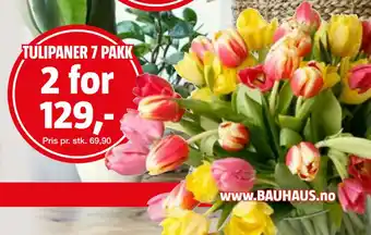 Bauhaus TULIPANER 7 PAKK tilbud