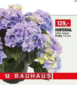 Bauhaus HORTENSIA tilbud