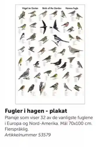 Lekolar Fugler i hagen - plakat tilbud