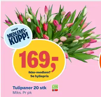 Coop Obs Tulipaner 20 stk tilbud