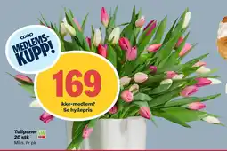 Matkroken Tulipaner 20 stk tilbud