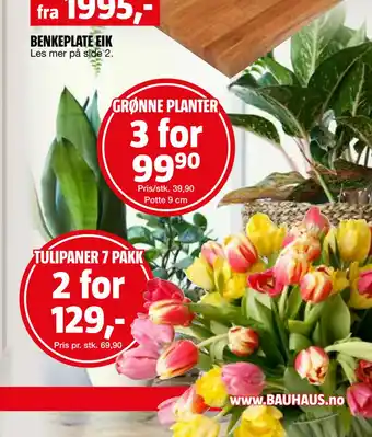 Bauhaus TULIPANER 7 PAKK tilbud