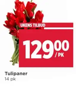 Meny Tulipaner tilbud