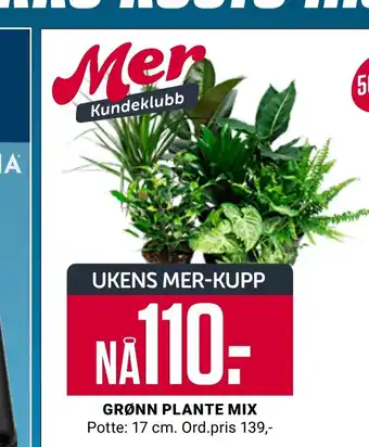 Europris GRØNN PLANTE MIX tilbud