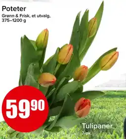 Eurospar Tulipaner 7-pk. tilbud