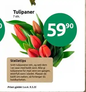 Joker Tulipaner tilbud